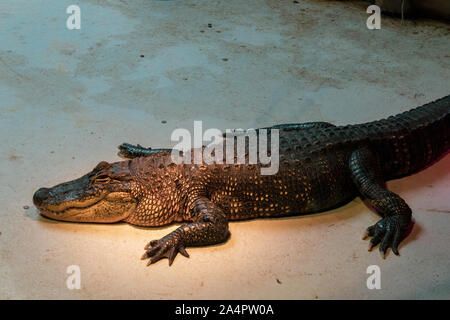 Alligator allongé sur le sol d'un côté Banque D'Images