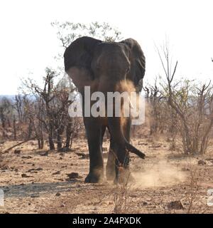 Grand éléphant africain sauvage avec de grandes défenses de la création d'un bain de poussière pour lui-même sur le sec de l'hiver dans la savane aride du Parc National Kruger en Afrique du Sud Banque D'Images