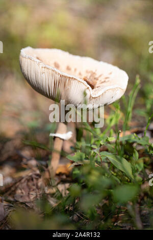Coulemelle dans les bois. Banque D'Images