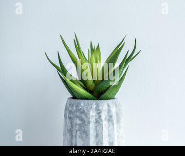 Pot en béton style minimaliste. Close-up green plante succulente en béton géométrique moderne le semoir sur planche en bois isolé sur fond blanc. Banque D'Images