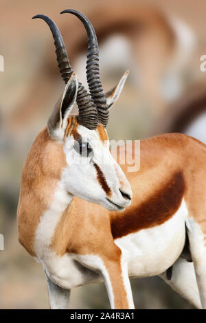 Springbuck/Springbok homme portrait du visage de près. Antidorcas marsupialis. Afrique du Sud Kgalagadi. Banque D'Images