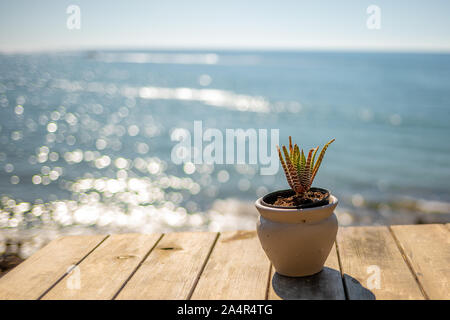 Sur une vieille table en bois est un succulent l'un et dans l'arrière-plan est le bleu de la mer Banque D'Images