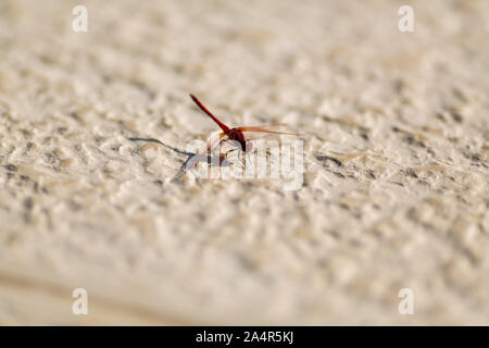 Libellule rouge de manger sur un sol brun Banque D'Images