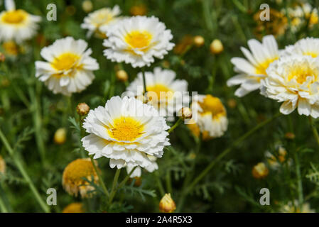 Diasy Garland Garland, fleurs chrysanthème dans jardin Banque D'Images