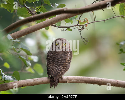 La prescription d'Asie (owlet Glaucidium cuculoides) est une espèce de vrai chouette, résidant dans le nord du sous-continent indien et dans certaines parties de l Banque D'Images