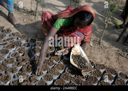 Une femme sème les graines de thé, lors d'une plantation de thé, dans Alujori, Jaflong, Sylhet, Bangladesh. Le 18 janvier 2010. Banque D'Images