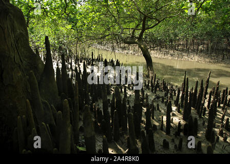 Pneumatophores (racines aériennes) d'arbres de mangrove, dans les Sundarbans, Khulna, Bangladesh. Le 1 avril 2011. Le nom, signifiant belle forêt de Sundarban, peut avoir été dérivé de la dominance de l'espèces de palétuviers Heritiera fomes, connu localement sous le nom de Sundari (belle) tree en raison de son élégance. Site du patrimoine mondial de l'UNESCO, c'est la plus grande forêt de mangroves du monde avec une superficie d'environ 10 000 kilomètres carrés, dont 60 % se trouve au Bangladesh et le reste dans l'ouest du Bengale, en Inde. Les Sundarbans abrite le Royal tigre du Bengale et fournit un écosystème unique et une série d'habitats à une Banque D'Images