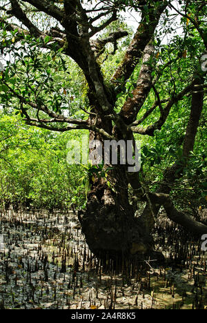 Pneumatophores (racines aériennes) d'arbres de mangrove, dans les Sundarbans, Khulna, Bangladesh. Le 1 avril 2011. Le nom, signifiant belle forêt de Sundarban, peut avoir été dérivé de la dominance de l'espèces de palétuviers Heritiera fomes, connu localement sous le nom de Sundari (belle) tree en raison de son élégance. Site du patrimoine mondial de l'UNESCO, c'est la plus grande forêt de mangroves du monde avec une superficie d'environ 10 000 kilomètres carrés, dont 60 % se trouve au Bangladesh et le reste dans l'ouest du Bengale, en Inde. Les Sundarbans abrite le Royal tigre du Bengale et fournit un écosystème unique et une série d'habitats à une Banque D'Images