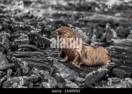 Les animaux des Galapagos - Galapagos petits lions de mer et d'iguanes marins à Punta Espinoza, Fernandina Island, îles Galapagos. La nature et la faune incroyable affichage avec de nombreuses espèces endémiques. Banque D'Images