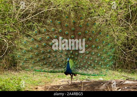 Pavo cristatus paon danse, à Bandipur National Park à Karnataka, Inde Banque D'Images