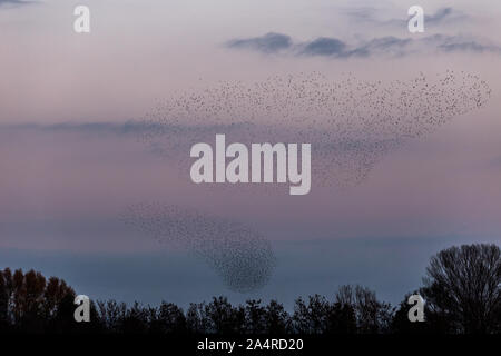 Nuée d'oiseaux de prendre une belle forme dans le ciel au-dessus de quelques arbres Banque D'Images