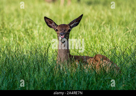 Chevreuil, Capreolus capreolus vit principalement en Allemagne et en France Banque D'Images