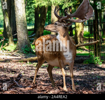 Chevreuil, Capreolus capreolus vit principalement en Allemagne et en France Banque D'Images