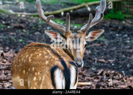 Chevreuil, Capreolus capreolus vit principalement en Allemagne et en France Banque D'Images