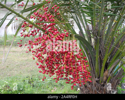 Fruits rouges d'une plante tropicale, Kochi, Kerala Banque D'Images