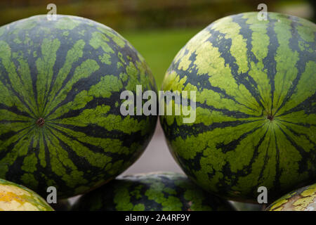 Watermelon dans le marché. Grand vert doux pastèque. Pastèques dans le marché. Concept de saine alimentation Banque D'Images