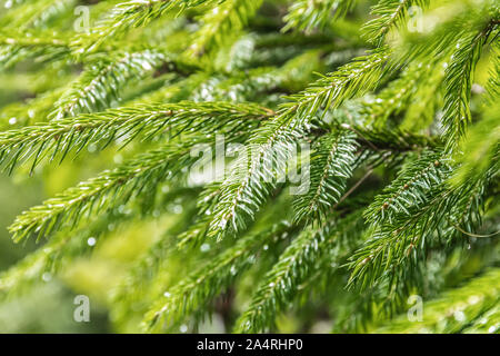 La texture des branches de sapin. Les petites aiguilles vertes. Gros plan texture moelleuse Banque D'Images