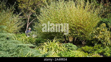 Une femme est assise sur le banc en bois dans le jardin botanique de l'université de Cambridge, en Angleterre, sur une journée ensoleillée. Banque D'Images