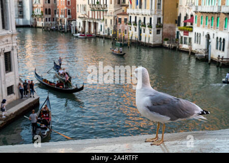 Donnant sur seagull du pont du Rialto à Venise voir Banque D'Images