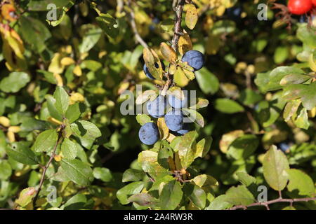 Les bleuets de prunellier mûrissent sur les buissons Banque D'Images