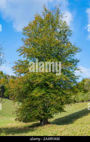 Grand arbre de chaux solitaire (Tilia) en automne avec ciel bleu en Angleterre, au Royaume-Uni. Banque D'Images