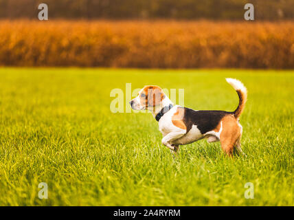 Chien Beagle debout dans l'herbe verte au domaine rural. Paysage d'automne Banque D'Images
