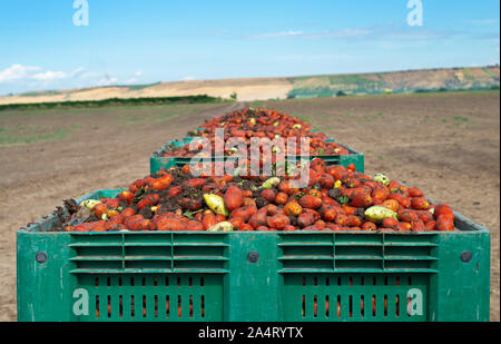 Des tomates pour la mise en conserve. Les terres agricoles et les caisses de tomates. Les tomates récoltées. Banque D'Images