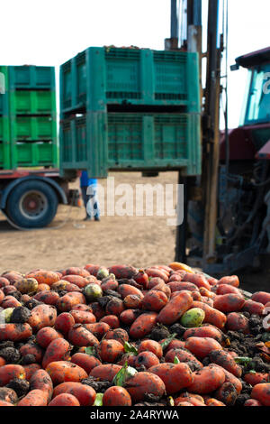 Des tomates pour la mise en conserve. Les terres agricoles et les caisses de tomates. Les tomates récoltées. Banque D'Images