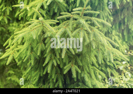 La texture des branches de sapin. Les petites aiguilles vertes. Gros plan texture moelleuse Banque D'Images