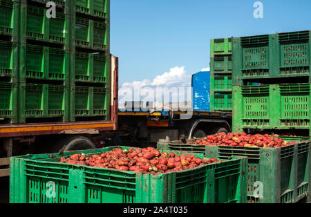 Des tomates pour la mise en conserve. Les terres agricoles et les caisses de tomates. Les tomates récoltées. Banque D'Images