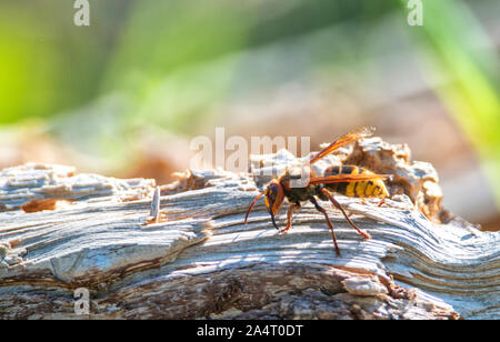 Close up d'un Hornet sur un morceau de bois Banque D'Images