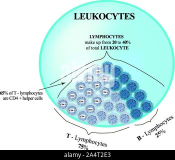 Les lymphocytes constituent de 20 à 40 pour cent du nombre total de leucocytes. Les lymphocytes T et les lymphocytes B. Les tueurs de cellules. Les cellules d'immunité Illustration de Vecteur