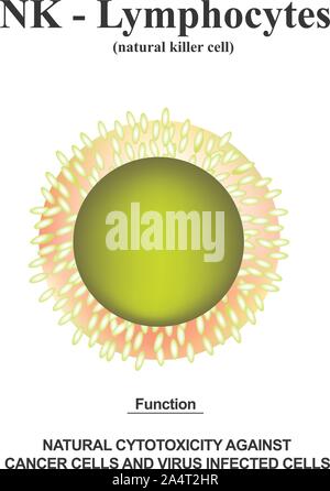 Les lymphocytes NK structure. Les fonctions des lymphocytes NK. Les cellules d'aide de l'immunité. L'infographie. Vector illustration sur fond isolé. Illustration de Vecteur