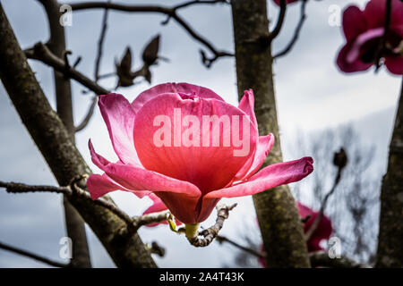 Grande fleur de magnolia pourpre closeup Banque D'Images