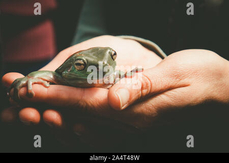 Femme hands holding smiling rainette Banque D'Images
