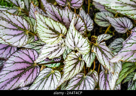 Begonia Rex texture de fond feuilles Banque D'Images