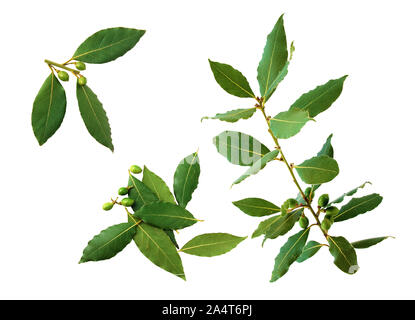 Les branches, les fleurs, les fruits et les feuilles de laurier. Arrière-plan blanc. Banque D'Images