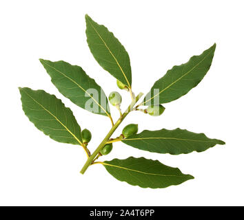 Les branches, les fleurs, les fruits et les feuilles de laurier. Arrière-plan blanc. Banque D'Images