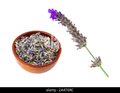 Les fleurs de lavande séchées, sur tige, ou en vrac. Fond blanc Banque D'Images