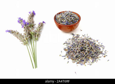 Les fleurs de lavande séchées, sur tige, ou en vrac. Fond blanc Banque D'Images