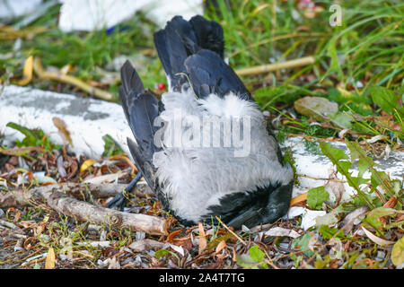 Corneille morte. La perturbation écologique pour les animaux. Corneille morte dans l'herbe. dead black bird sur la pelouse, oiseau dead raven, l'arrière-plan dans la nature Banque D'Images