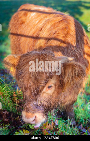 Close Up d'un mignon bébé vache HIghland mange de l'herbe dans un pâturage Banque D'Images