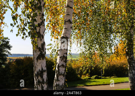 Deux arbres de bouleau dans la forêt Banque D'Images