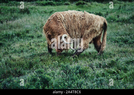 Vache Highland à l'aube, Hébrides extérieures, en Écosse Banque D'Images