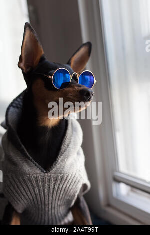 Pinscher nain portant des lunettes et Pull Banque D'Images