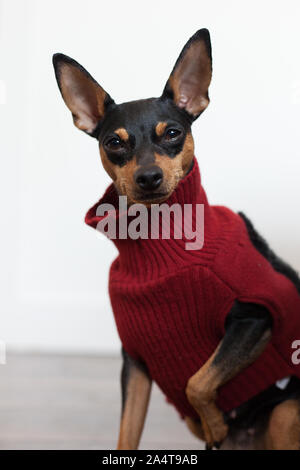 Pinscher Nain Wearing Red Sweater Banque D'Images