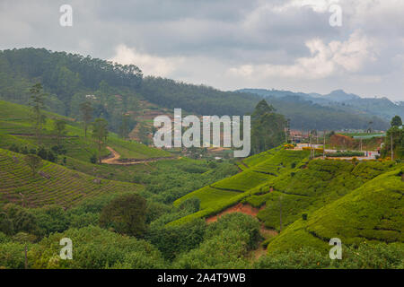 Sri Lanka, Kiribathgoda - le 25 janvier 2019 : Marboc de plantations de thé au Sri Lanka. Mabroc thé a été créé en 1988. Mabroc a un portefeuille de produits o Banque D'Images