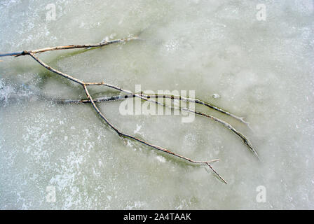 La direction générale de gris sans les feuilles sur la surface de glace fondante, vue du dessus Banque D'Images