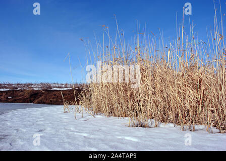 Roseaux jaune vif sur les bords de la rivière couverte de neige, fond de ciel bleu Banque D'Images