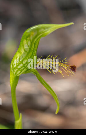 Pterostylis sp. aff. plumosa 1, Woodland Greenhood barbu Banque D'Images